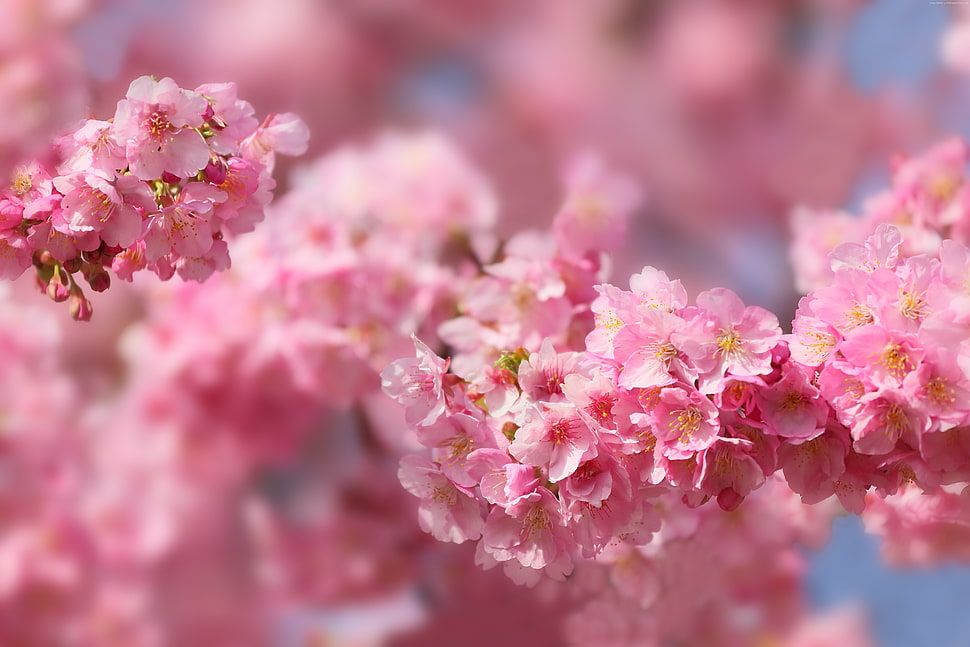 cherry blossom tree, sakura, blossom, spring HD wallpaper