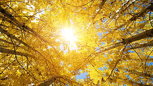 photography of yellow leaves HD wallpaper