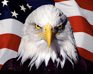 white and black American bald eagle, eagle, American flag
