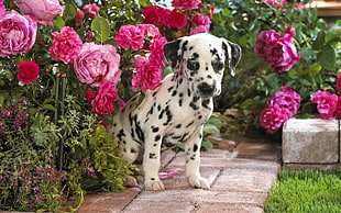white and black Dalmatian puppy beside pink petaled flowers