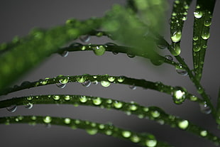 macro photography of green plant with dew drops