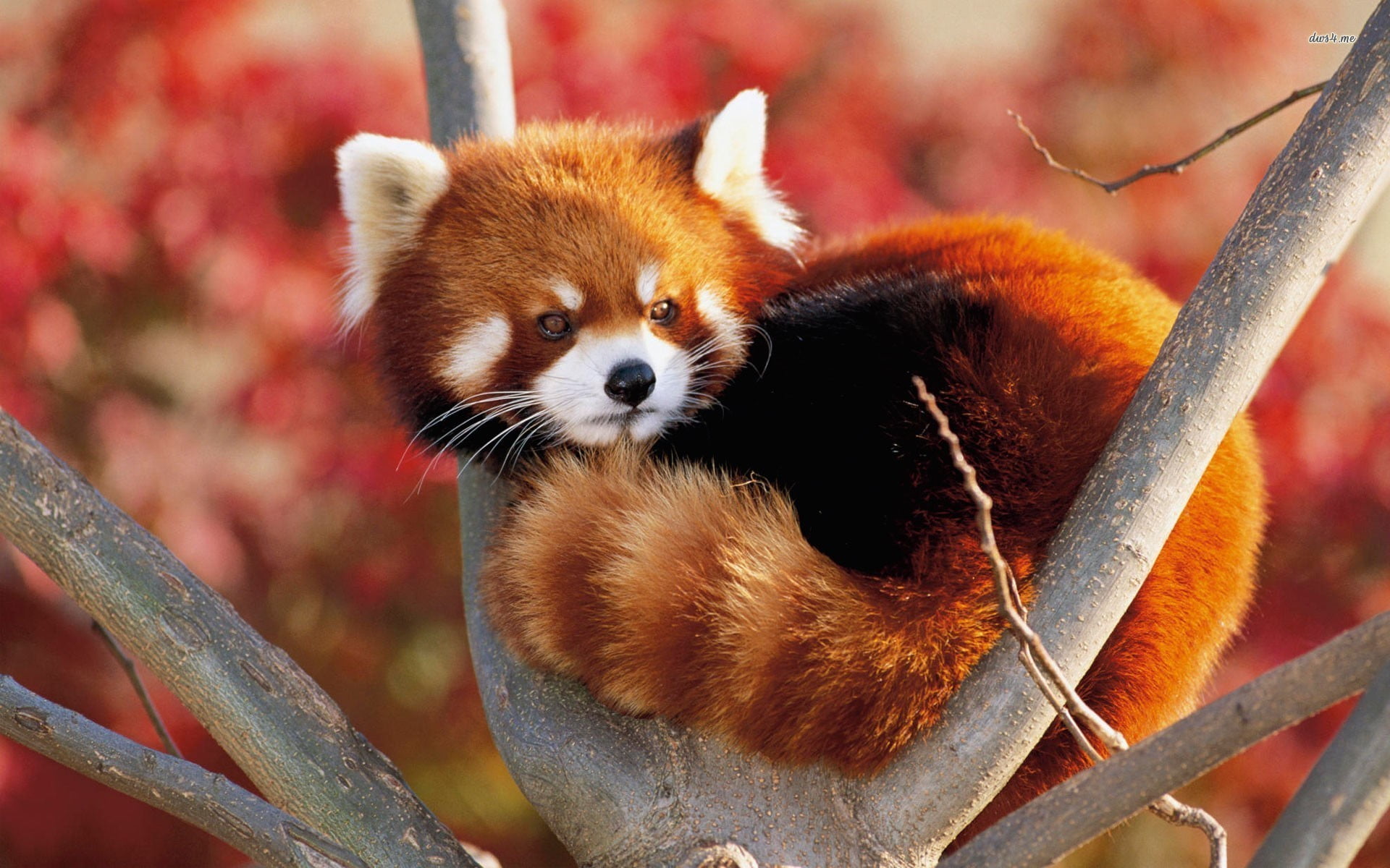 red panda, animals, red panda, nature, red