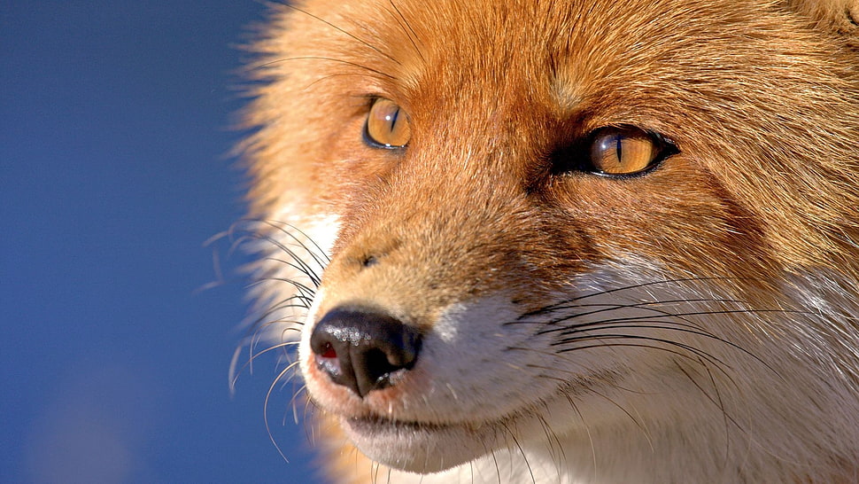 brown and white fox HD wallpaper