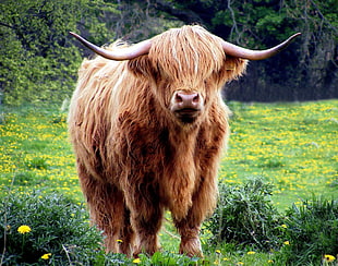 brown ox standing on green grass field during daytime
