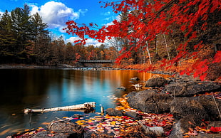 lake near red leaf tree