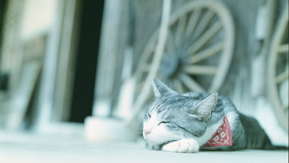 white and black tabby cat, cat, animals, blurred HD wallpaper