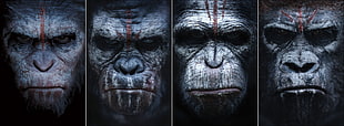 Rise of the Planet of Apes wallpaper, Planet of the Apes, Dawn of the Planet of the Apes, apes, movies HD wallpaper