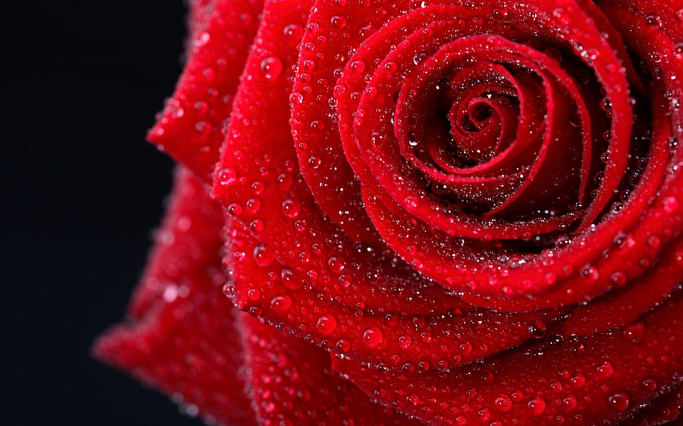red rose HD wallpaper