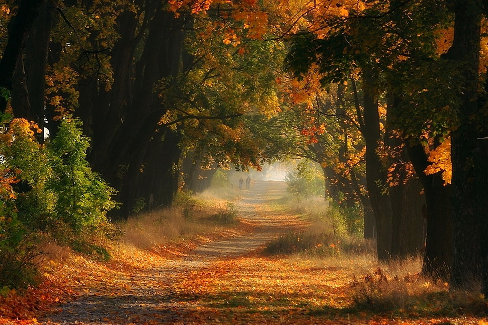 trees during daytime HD wallpaper