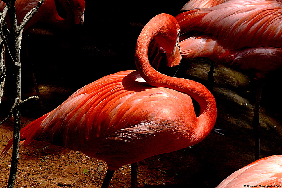 wildlife photography of group of flamingos HD wallpaper