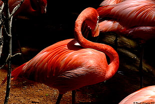 wildlife photography of group of flamingos HD wallpaper