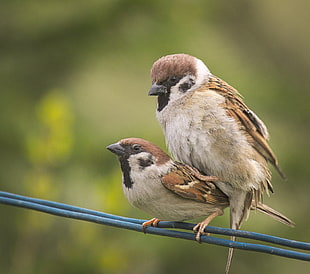 two brown birds perching on black wire