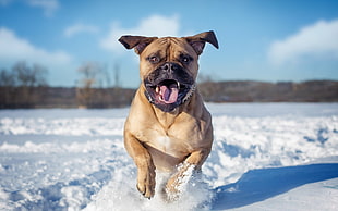 tan short-coated dog running on snow
