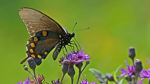 Closeup photography of Spicebush butterfly, swallowtail HD wallpaper