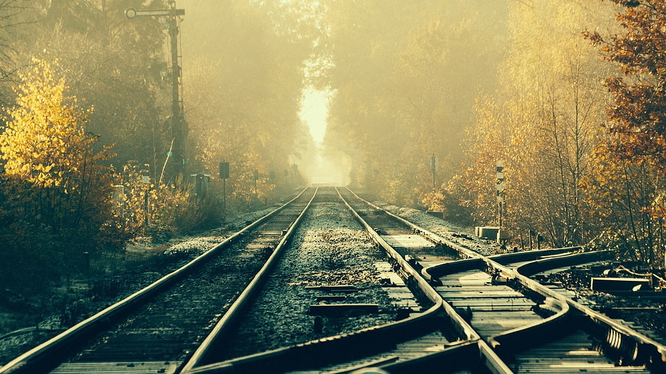 train rail, train, railway, tracks, forest HD wallpaper