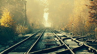 train rail, train, railway, tracks, forest
