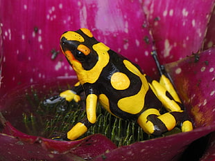 yellow and black frog HD wallpaper