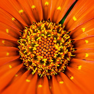 closeup photo of orange petaled flower HD wallpaper