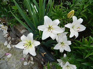five white hibiscus flowers