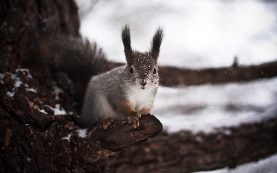 gray and white rabbit during daytime HD wallpaper