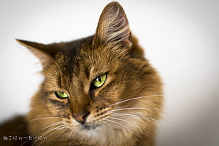 long-haired brown cat, cat
