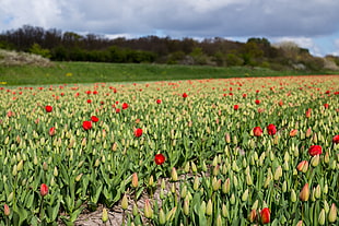 red tulips field at daytime HD wallpaper