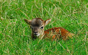 brown deer on green rice field