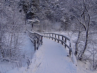 bridge covered by snow surrounded trees