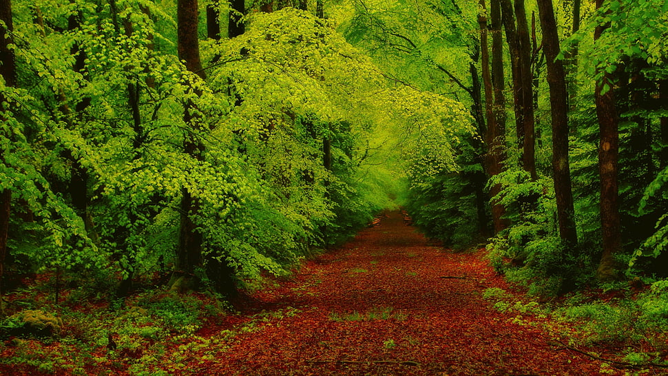 green foliage tree, forest, green HD wallpaper
