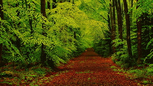 green foliage tree, forest, green