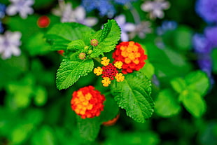 red and yellow lantanas selective focus photo, hydrangea