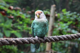 green and white parakeet on rope near trees