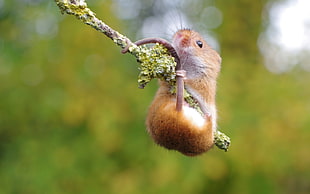 brown mouse on tree branch, animals, mice, macro, branch HD wallpaper