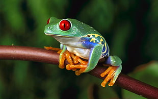 green and yellow plastic toy, frog, animals, amphibian, Red-Eyed Tree Frogs HD wallpaper