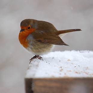 brown and red bird, robin