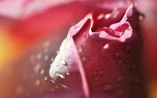 macro photography of red flower with water drop