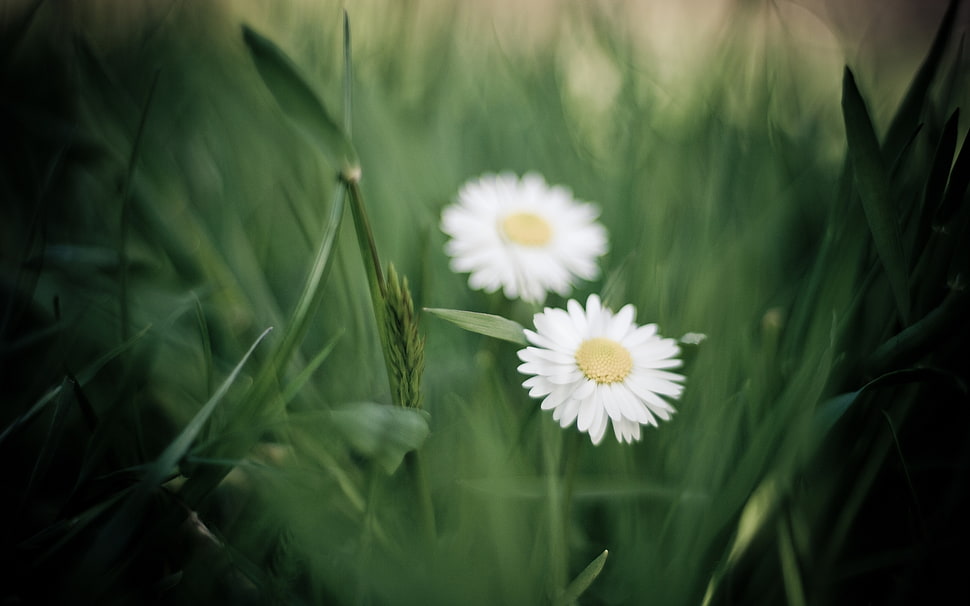 photography of two white Daisy flowers on grass field HD wallpaper