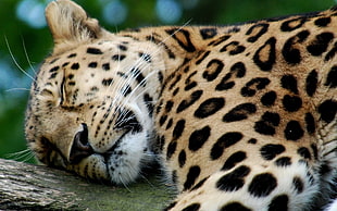 black and brown cheetah sleeping on wood