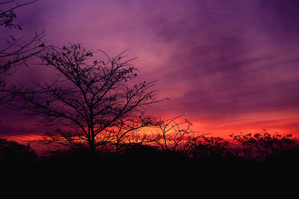 silhouette of trees HD wallpaper