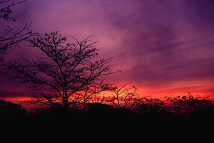 silhouette of trees