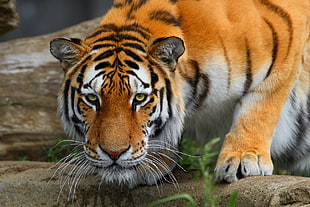 wild life photography of Bengal tiger HD wallpaper
