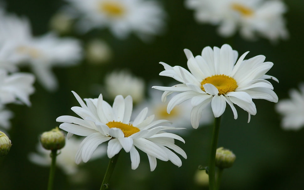 selective focus photo of white Daisies HD wallpaper