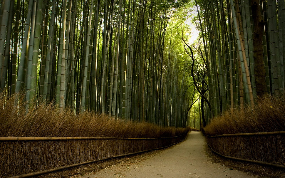 green bamboo plant tunnel, nature, forest, trees, path HD wallpaper