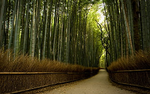 green bamboo plant tunnel, nature, forest, trees, path