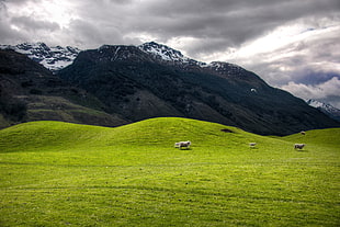 landscape shot of several sheep on grass field near mountain