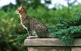 gray and brown leopard cat stands on gray concrete