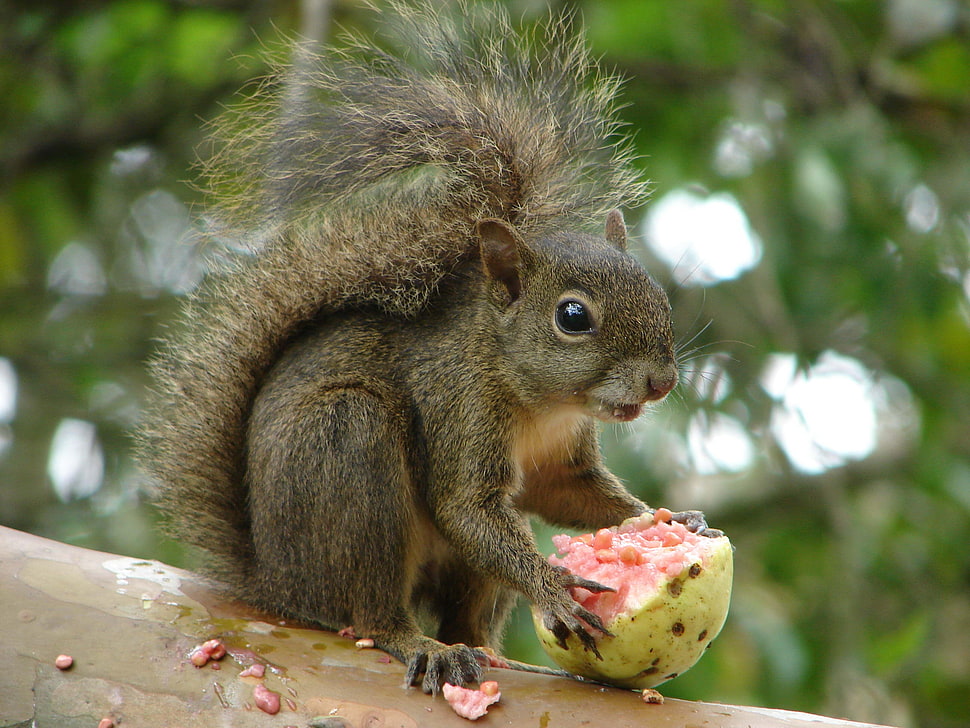 selective focus photography of brown squirrel HD wallpaper