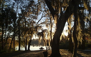 silhouette of two person sitting on bench by riverside surrounded by trees