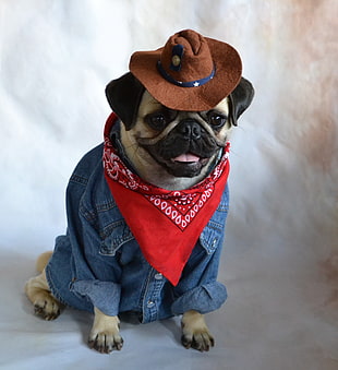 fawn pug wearing cowboy hat, red bandana, and blue denim coat pictorial
