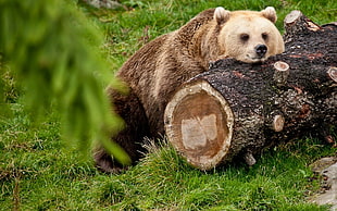 brown bear lying beside tree log